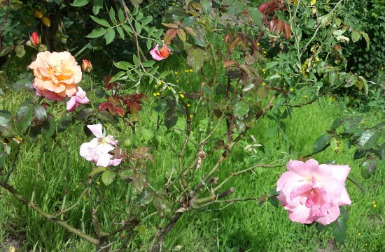 rosen-im-vorgarten